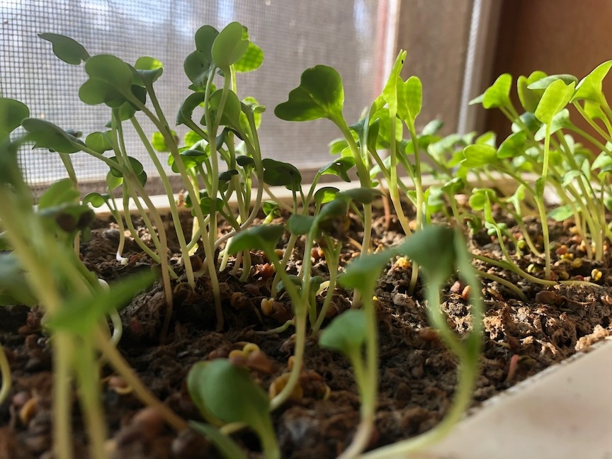 Microgreens are tasty, highly nutritious and easy to grow on the windowsill.