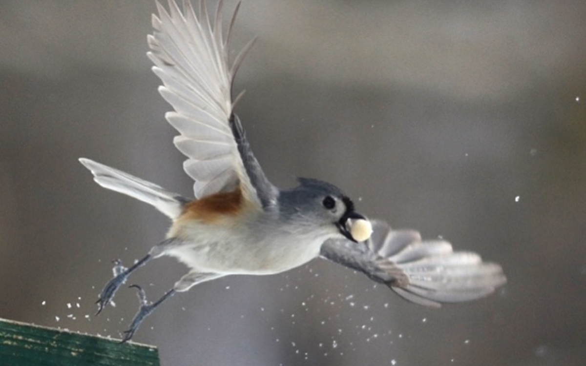 A tufted titmouse flies away from the birdfeeder with a suet ball. Photos by Doug Oster