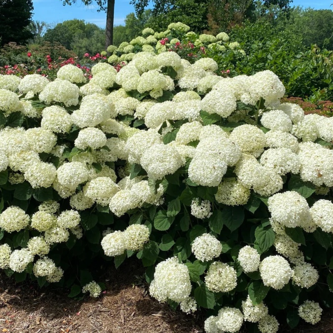 ‘Incrediball Storm Proof’ is a hardy hydrangea that’s also great for pollinators Photo courtesy of Proven Winners ColorChoice Shrubs
