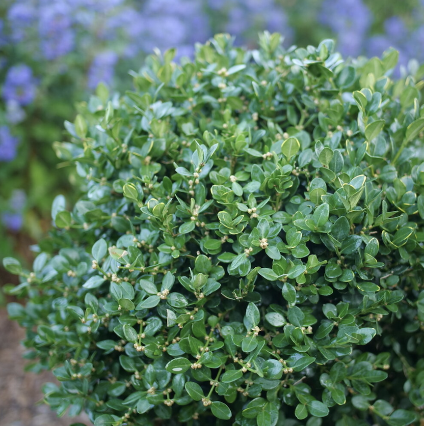 Boxwoods are known for their deer resistance, this one is called ‘Neatball.’ It’s a compact plant that can fit just about anywhere in the landscape. Photo courtesy of Proven Winners ColorChoice Shrubs