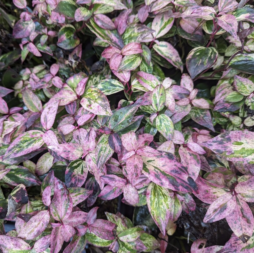 Leucothoe ‘Paisly Pup’ is a small native evergreen shrub that the deer have no interest in. Photo courtesy of Proven Winners ColorChoice Shrubs