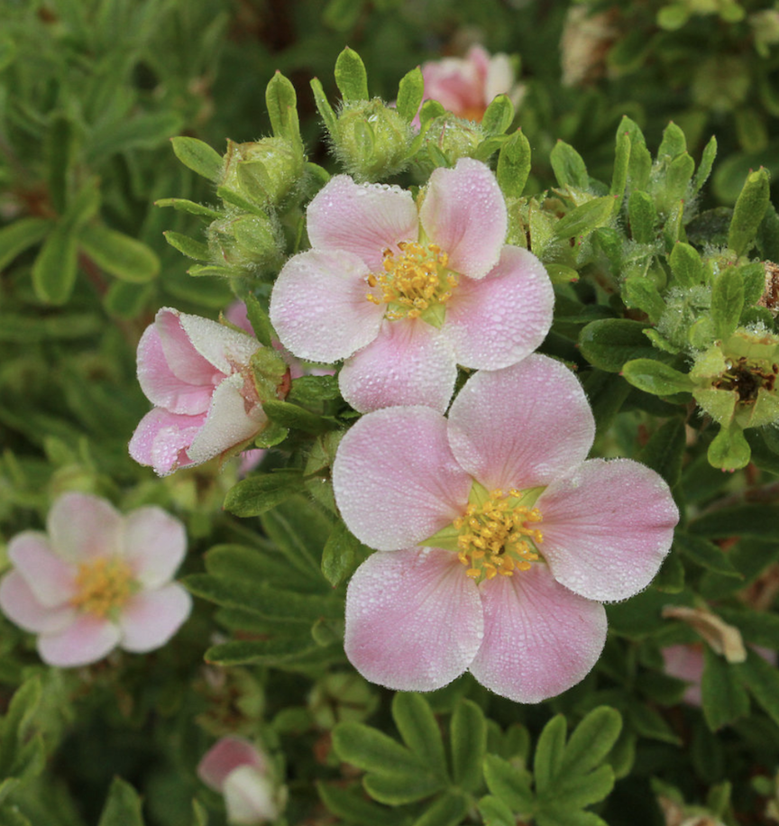 Happy Face ‘Pink Paradise potentilla and a pretty, sun loving plant that blooms in the summer and the deer don’t touch it. Photo courtesy of Proven Winners ColorChoice Shrubs