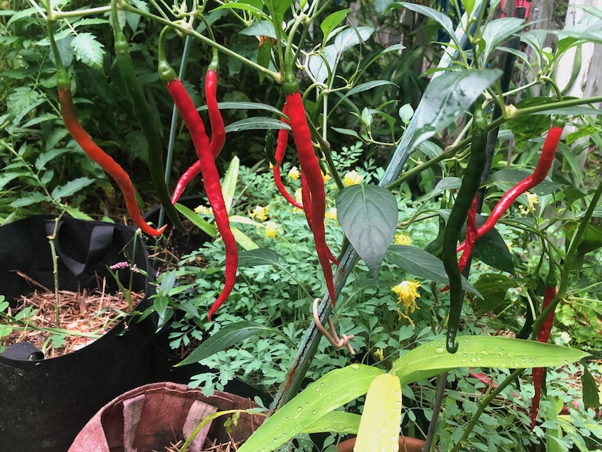 Hot peppers grow in a 15-gallon Root Pouch. The containers can grow just about anything as long as the gardener picks the right sized fabric pot. Photo by Doug Oster