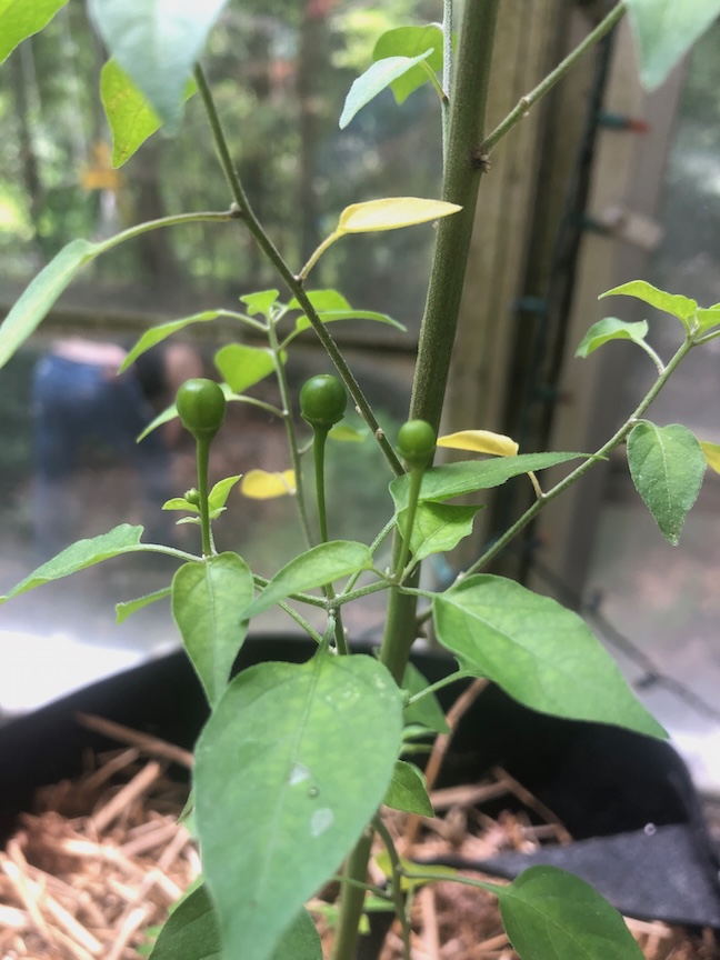 Red peppers are happy growing in a 15-gallon Root Pouch.