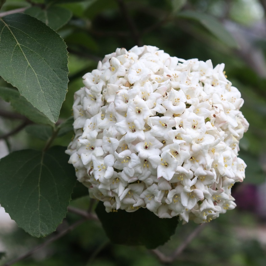 ‘Spice Cowboy’ viburnum is fragrant, easy to grow and deer resistant. Photo courtesy of Proven Winners ColorChoice Shrubs