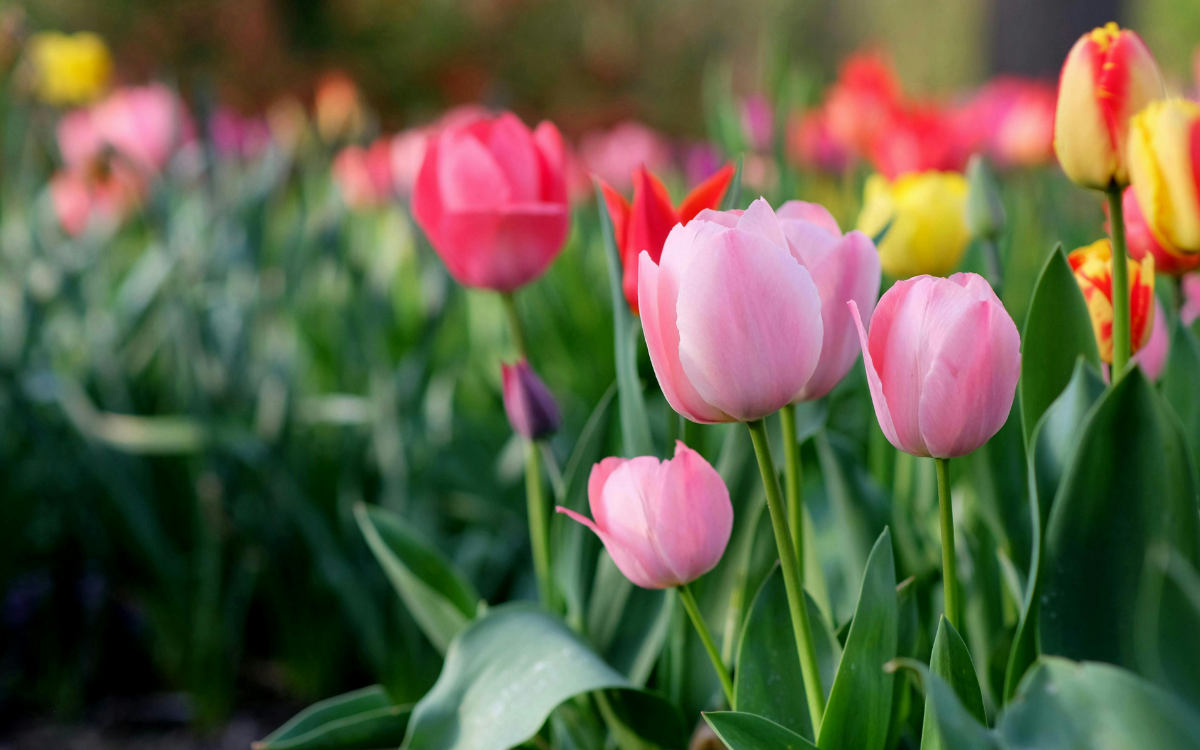 Tech Intersects Fashion in 2026 Green Voice Pittsburgh Earth Day