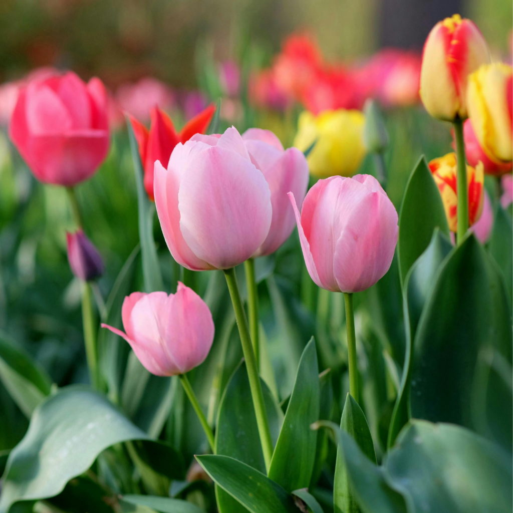 Wellness Edit: Building Capacity for the Season Ahead