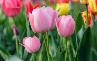 Wellness Edit: Building Capacity for the Season Ahead