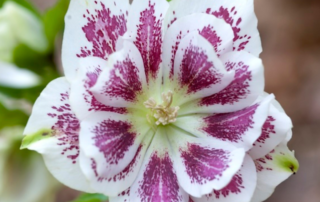 Helleborus orientalis ‘Shotgun Wedding’ has beautiful flowers in early spring and is an easy to grow perennial.