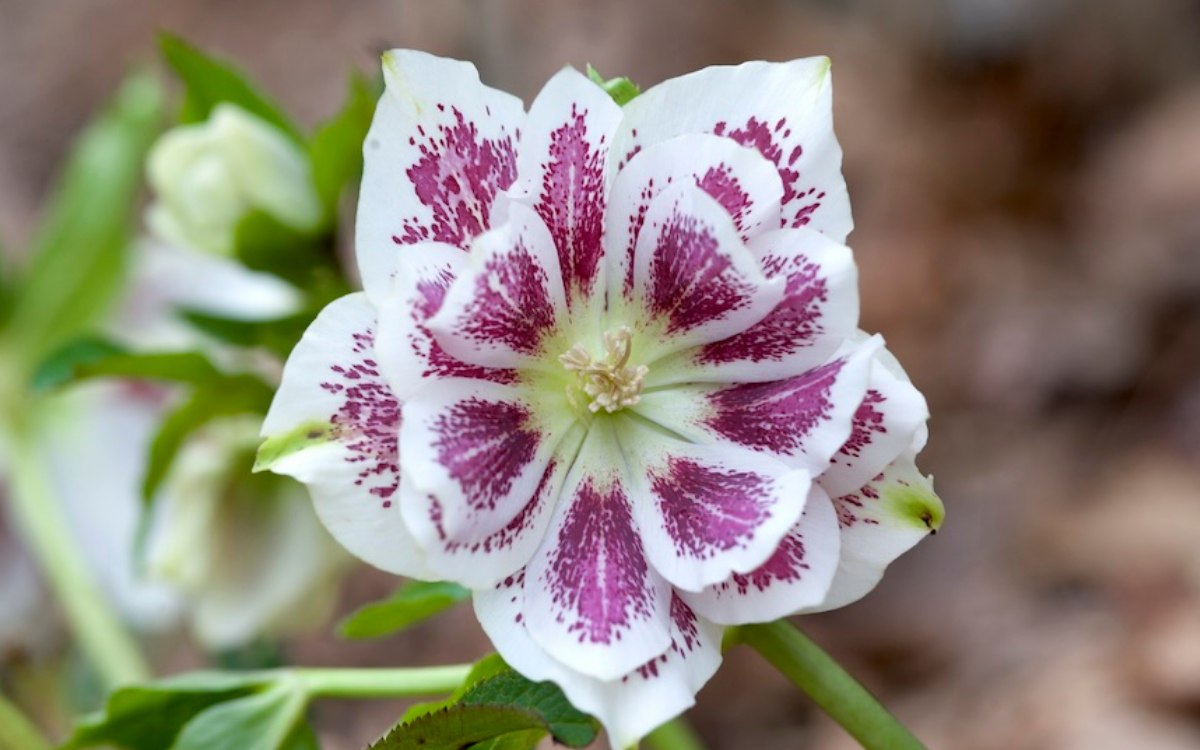 Helleborus orientalis ‘Shotgun Wedding’ has beautiful flowers in early spring and is an easy to grow perennial.