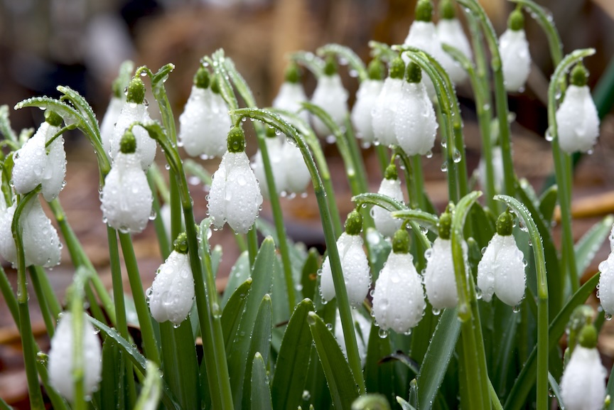 Snowdrops are one of the first things to bloom in the spring. They are planted in the fall and will persevere for decades or longer.
