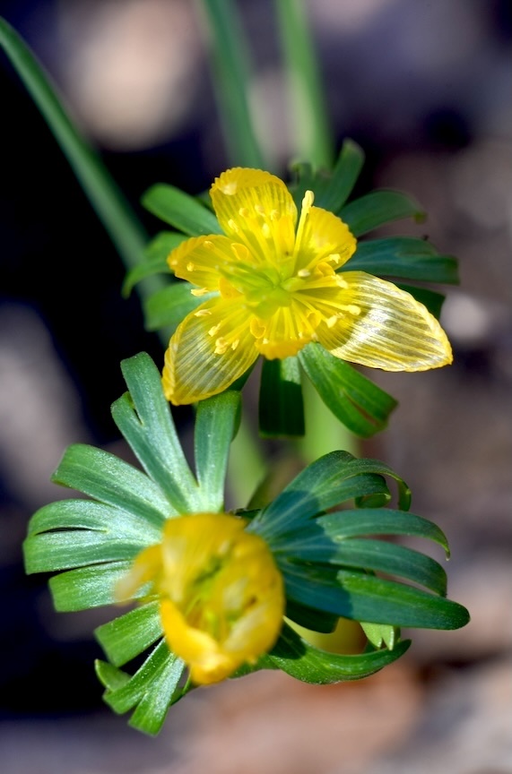 Winter aconite is an early spring bloomer with cheery yellow flowers.