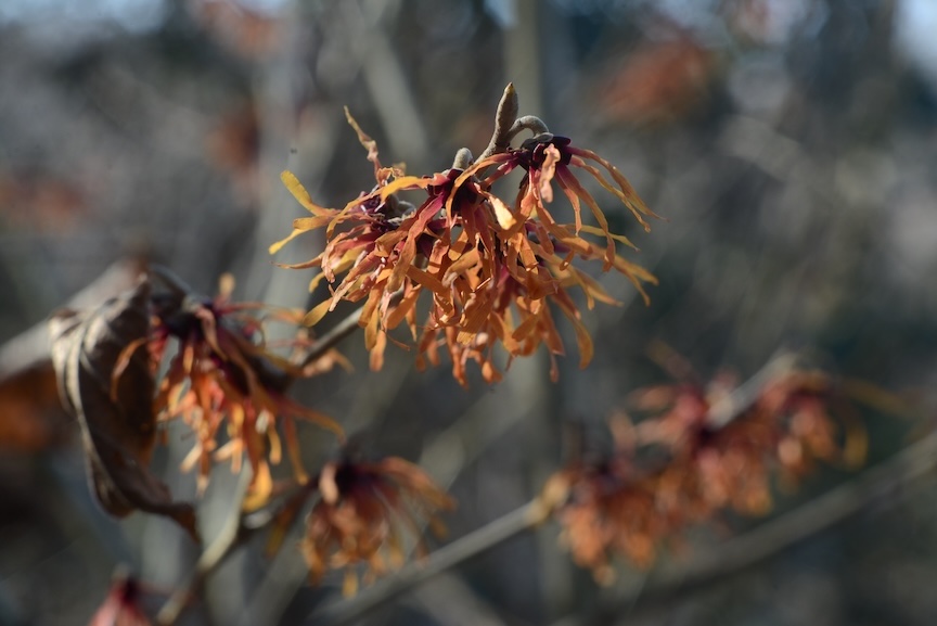 Witch hazel is a native shrub or tree that blooms in late winter. ‘Diane’ has red flowers, many other cultivars bloom in yellow.