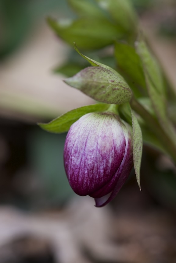 A hellebore gets ready to bloom.