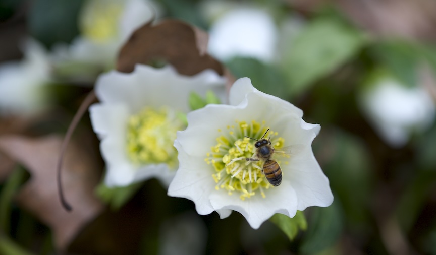 Helleborus niger provides food for pollinators during winter thaws.