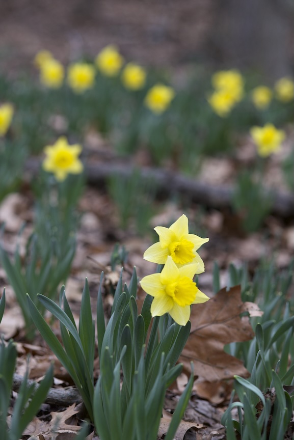Daffodils are the harbinger of spring. Once they bloom, there’s no going back to winter.