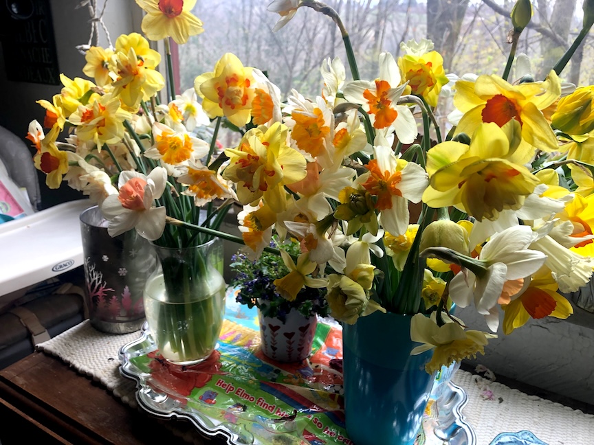 Daffodils come in many shapes and sizes.Daffodils come in many shapes and sizes.