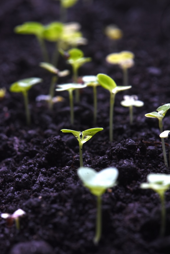 These mustard greens are sprouting inside and can be planted out as early as St. Patrick’s Day.