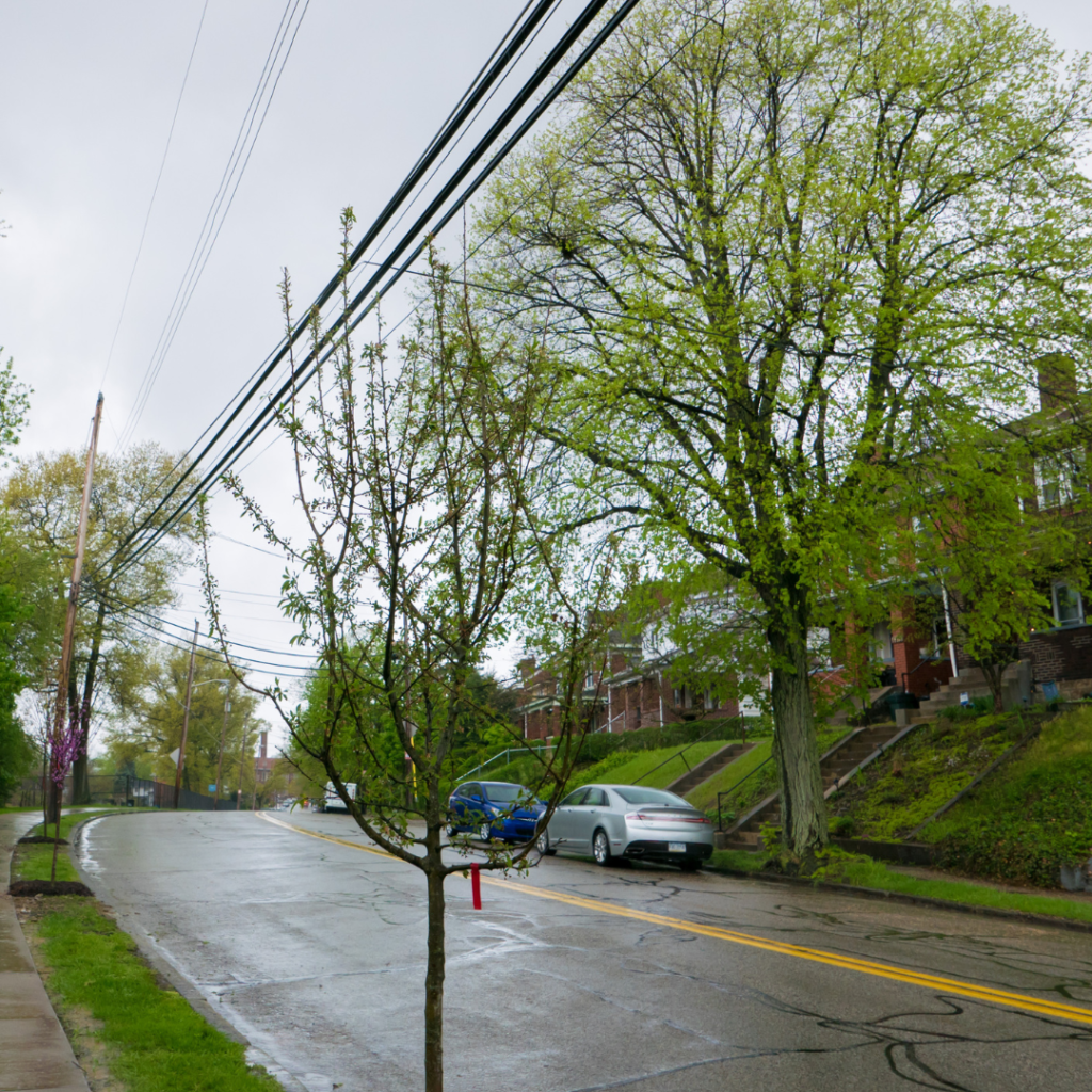 Proactive Tree Management Matters When Storms Hit