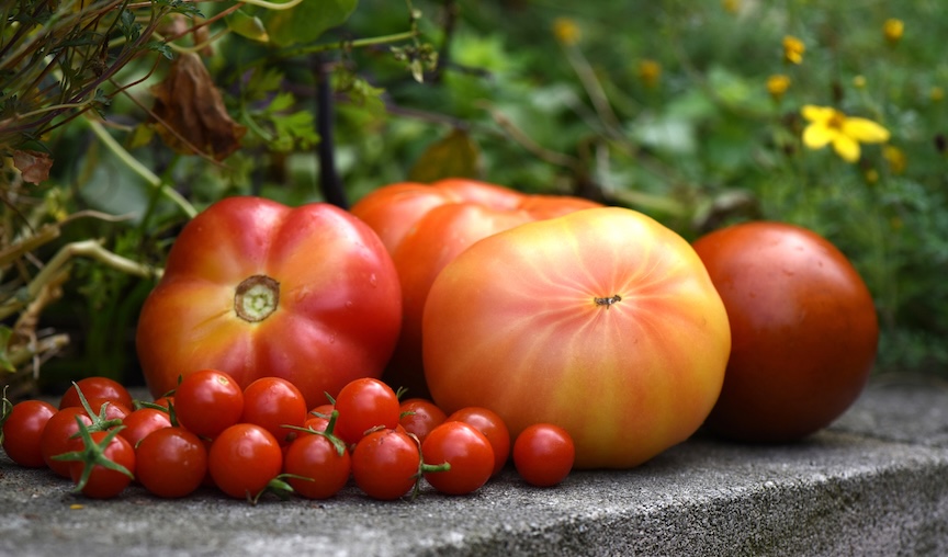 Nothing can compare to the flavor of garden tomatoes; there are lots of techniques to harvest fruit early. Photos by Doug Oster