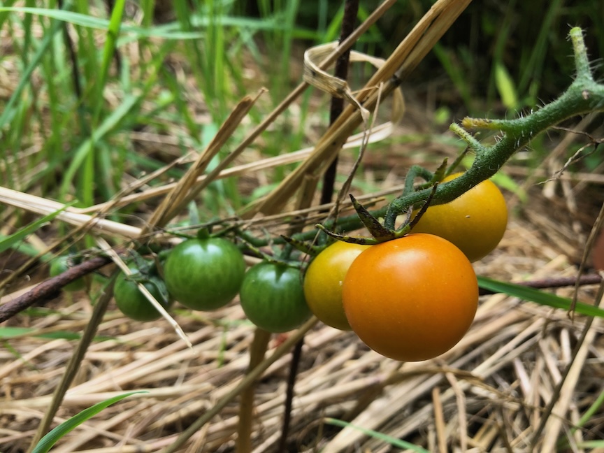 ‘Sungold’ is both disease resistant and an early producer.