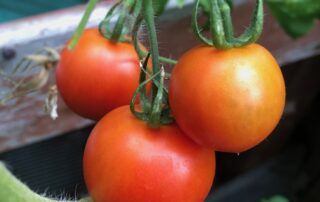 ‘Red Racer’ is an All-America Selection tomato that produces fruit early in the season.
