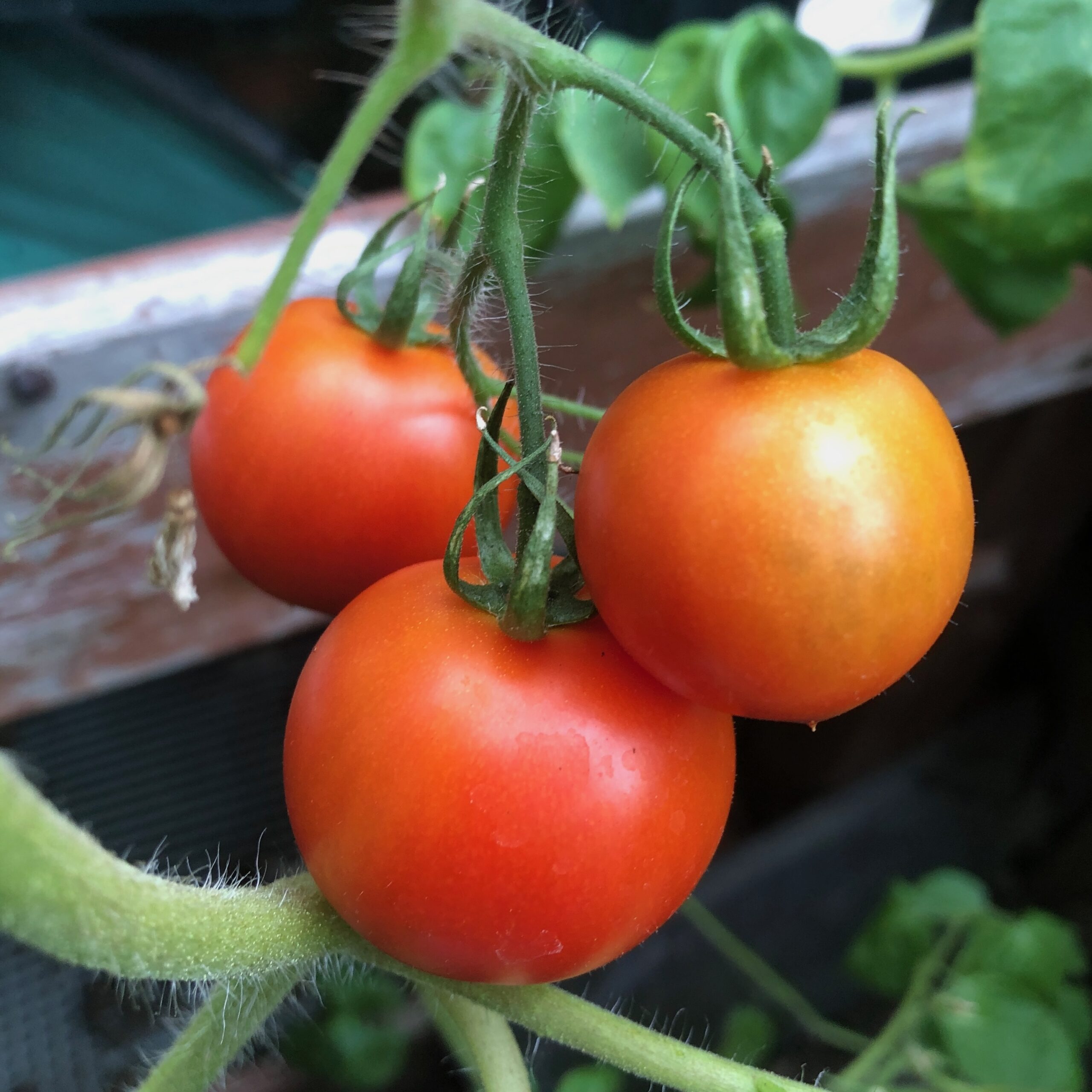 ‘Red Racer’ is an All-America Selection that produces fruit early in the season.