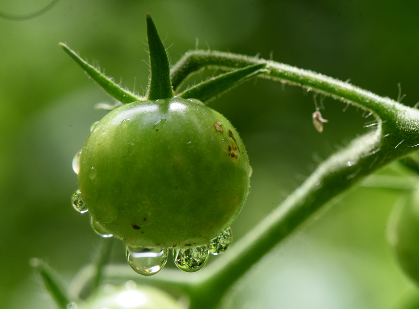 Cold wet weather can cause tomatoes to contract fungal diseases.