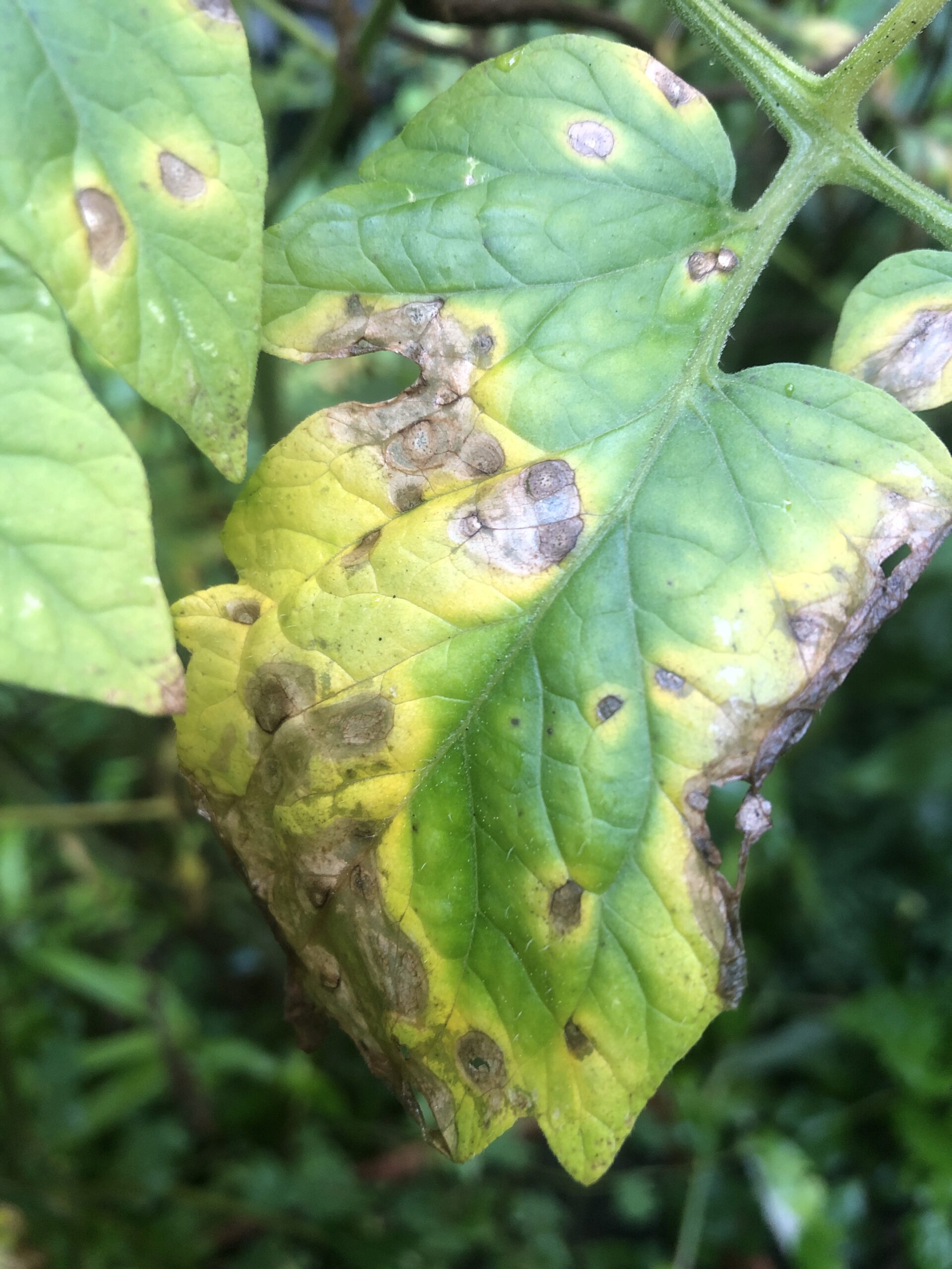 Cold wet weather can cause tomatoes to contract fungal diseases.