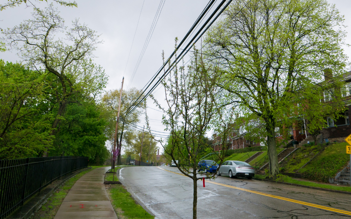 Duquesne Light Company’s (DLC)DLC Tree Management