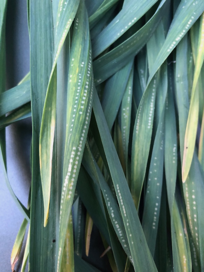 These garlic leaves have been infested with allium leaf miner eggs. Photo by Doug Oster