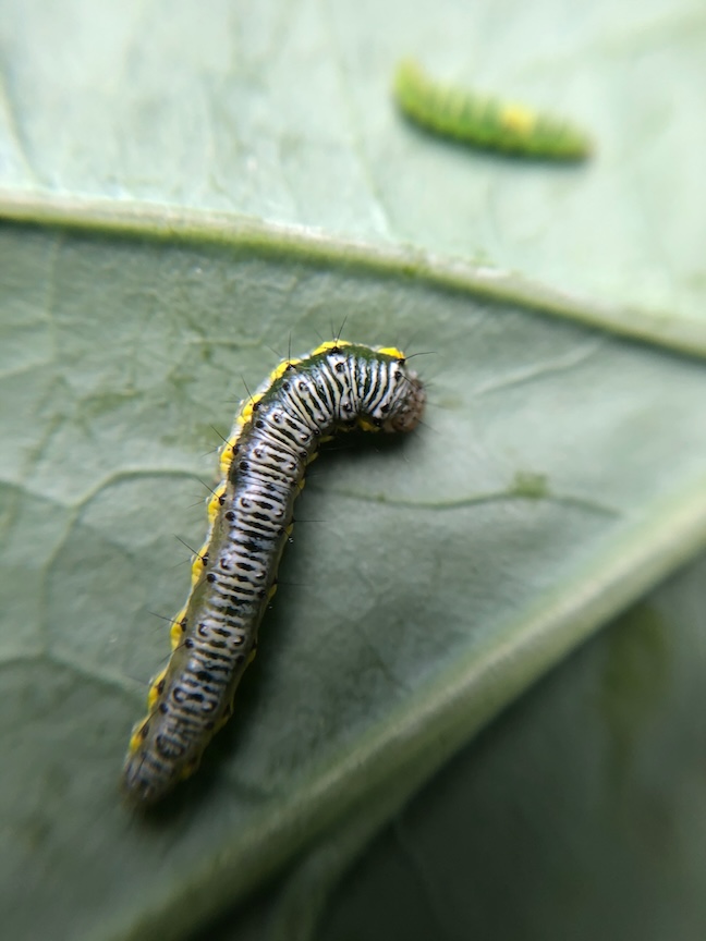 Cabbage worms can be controlled with floating row covers or Spinosad (Capt. Jack’s Dead Bug Brew).