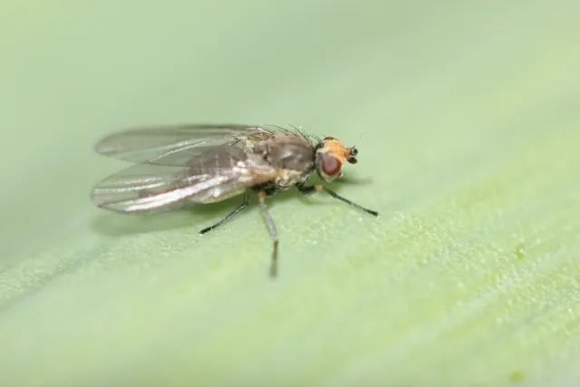 An adult allium leaf miner. Photo courtesy of Penn State University.