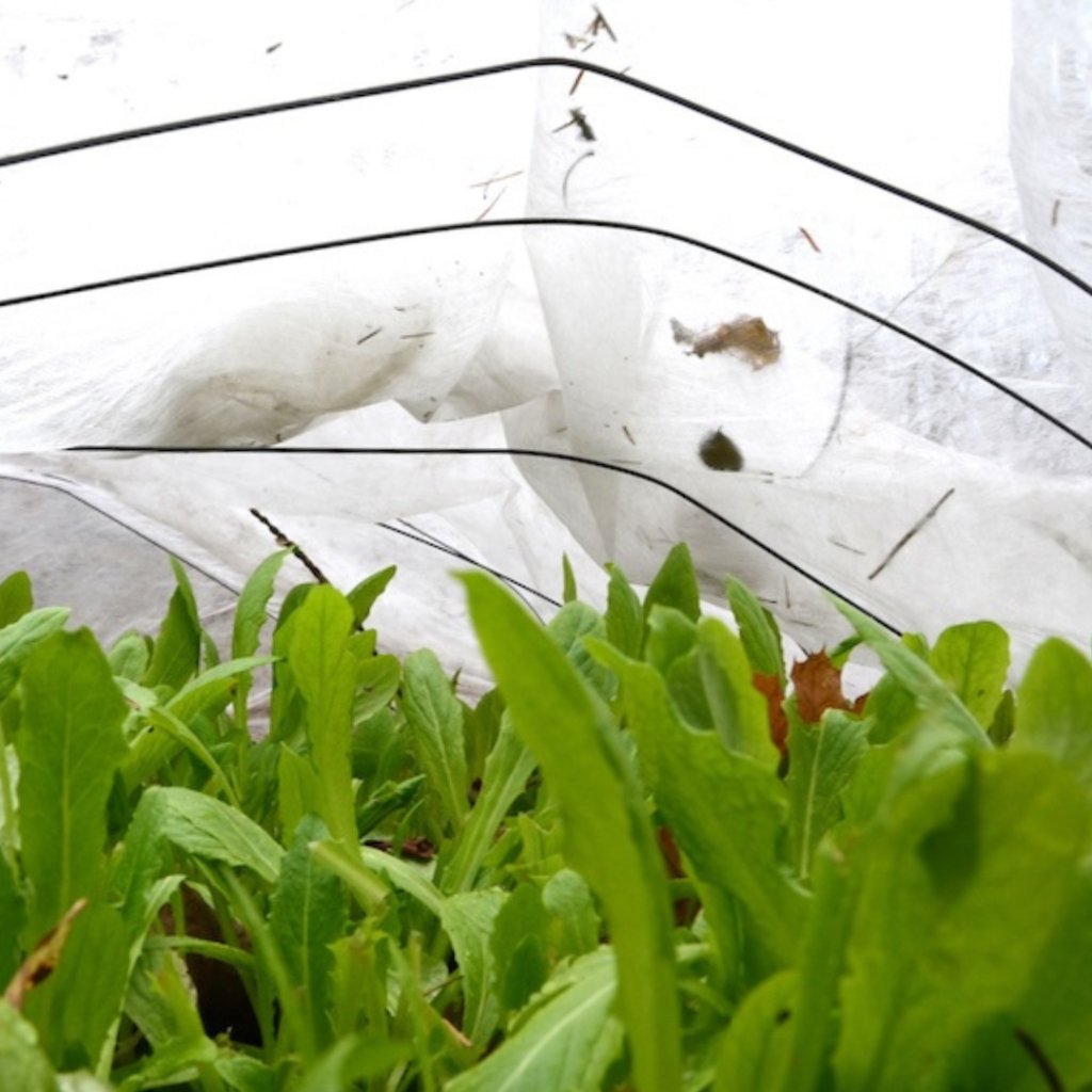 Organic Pest Disease Control