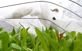 A floating row cover is a great way to keep pests off of plants. Photos by Doug Oster. Organic Pest Disease Control
