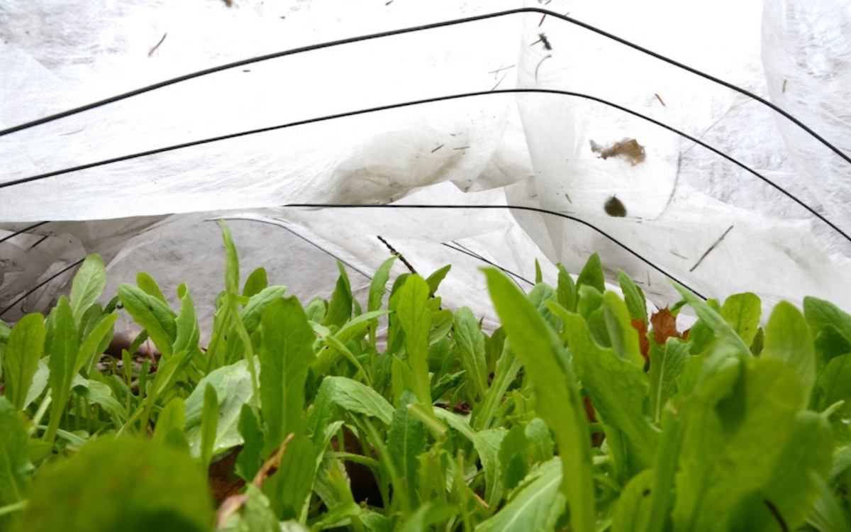 A floating row cover is a great way to keep pests off of plants. Photos by Doug Oster.