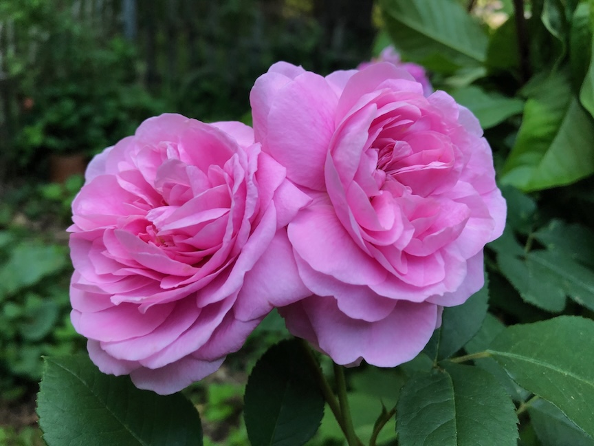‘Gertrude Jekyll’ rose is named for the English gardener and author. It’s a fragrant beauty from David Austin Roses. Photos by Doug Oster