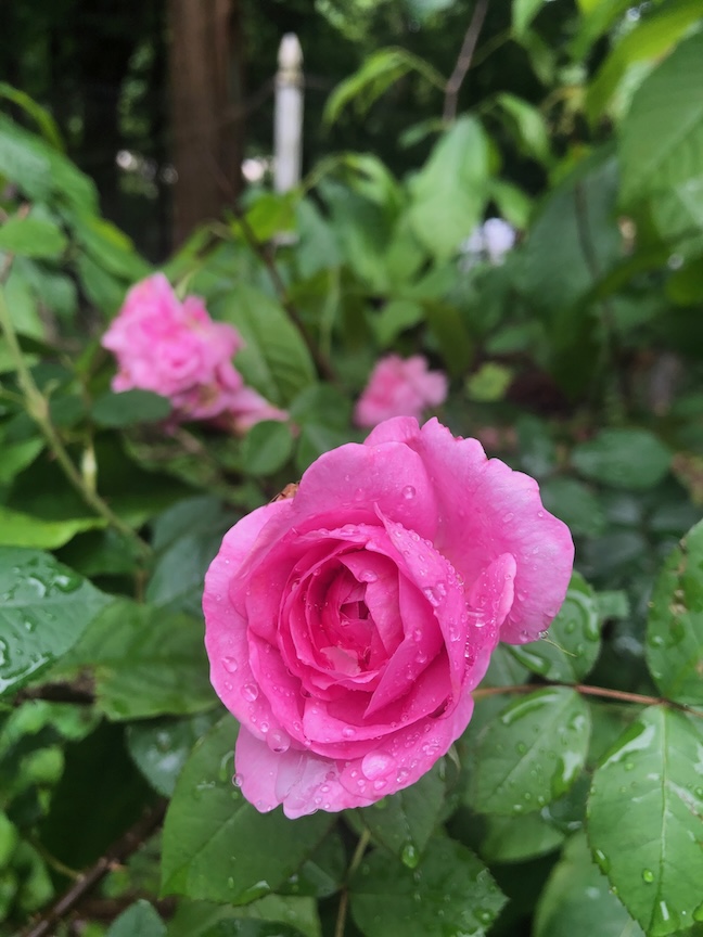 The ‘Gertrude Jekyll’ rose blooms after a rain.