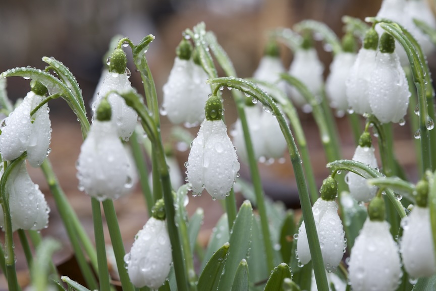 ‘Wasp’ snowdrop was a gift from Len Lehman, who passed away after sharing the bulbs with Doug Oster.