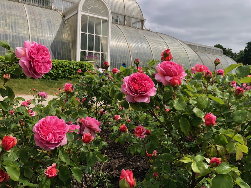 ‘Princess Alexandra of Kent’ is a David Austin rose growing in Kew Gardens in London, England. Photos by Doug Oster.