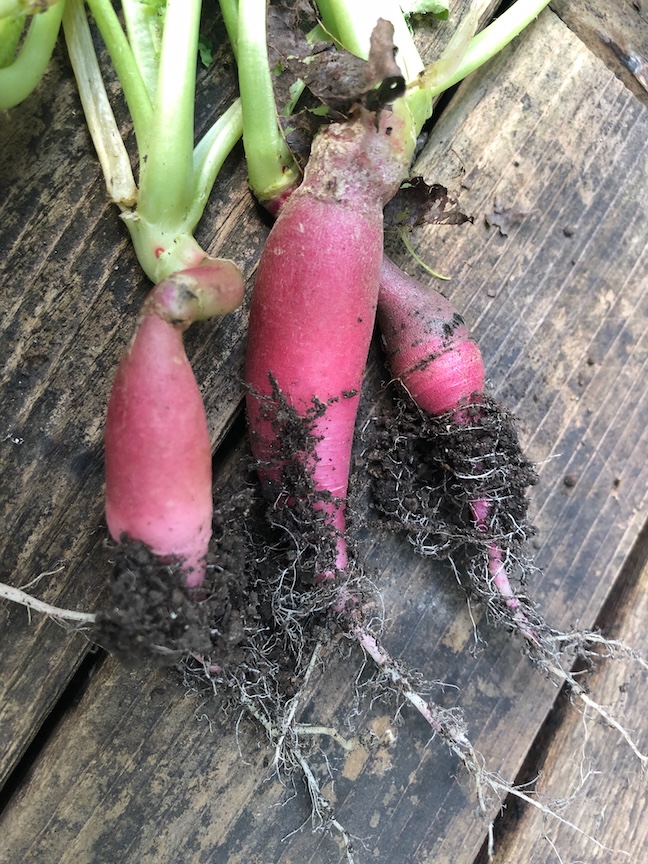 ‘Ostergruss’ radish shares a name with the author.