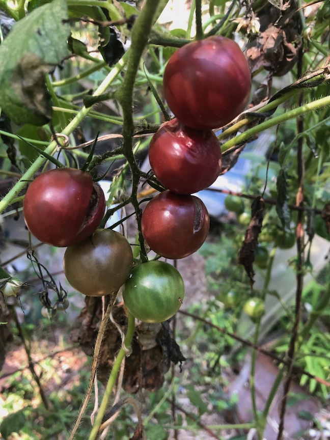 ‘Violet’ tomato is growing in Doug’s garden as it shares a name with his granddaughter.