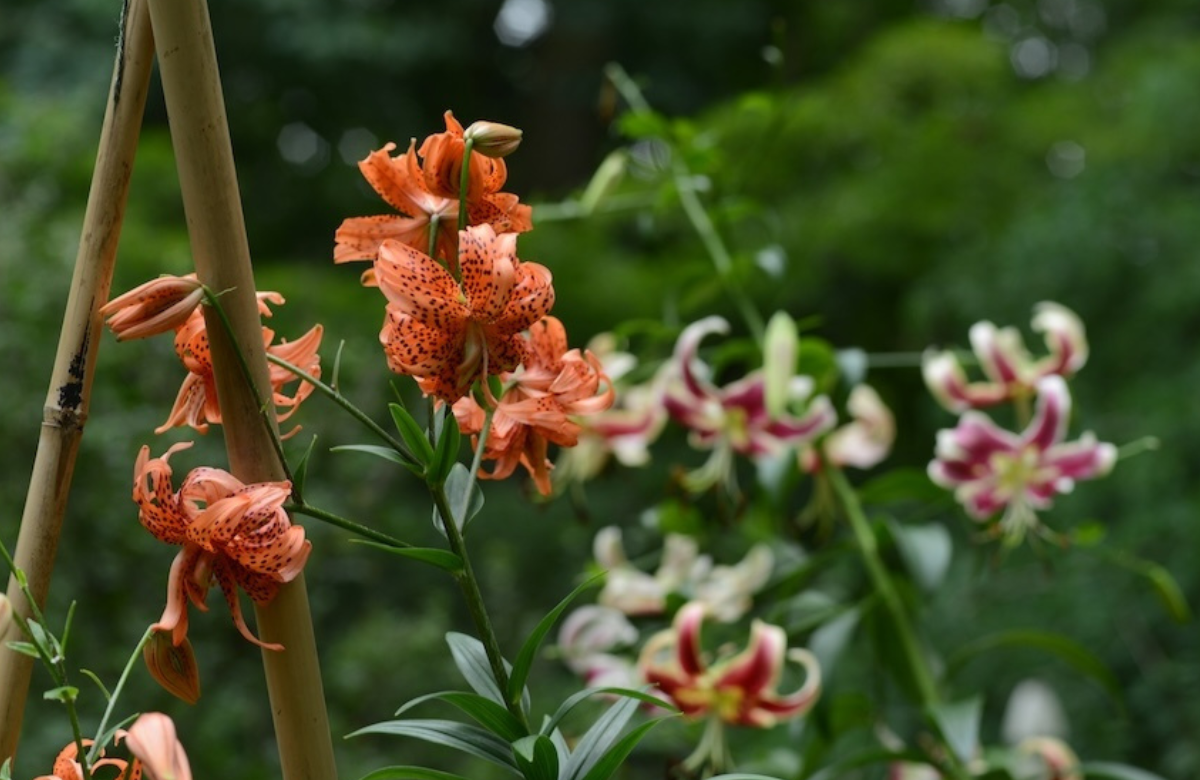 Lilies are the queen of the summer garden. They can be bought and planted now for blooms next summer.