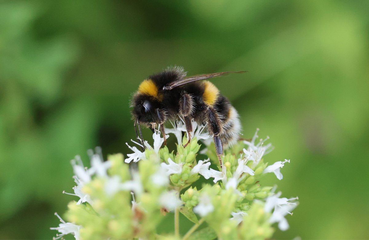 National Honey Bee Day