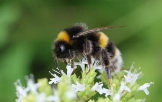 In honor of National Honey Bee Day (August 15th), consider making these changes around your yard!