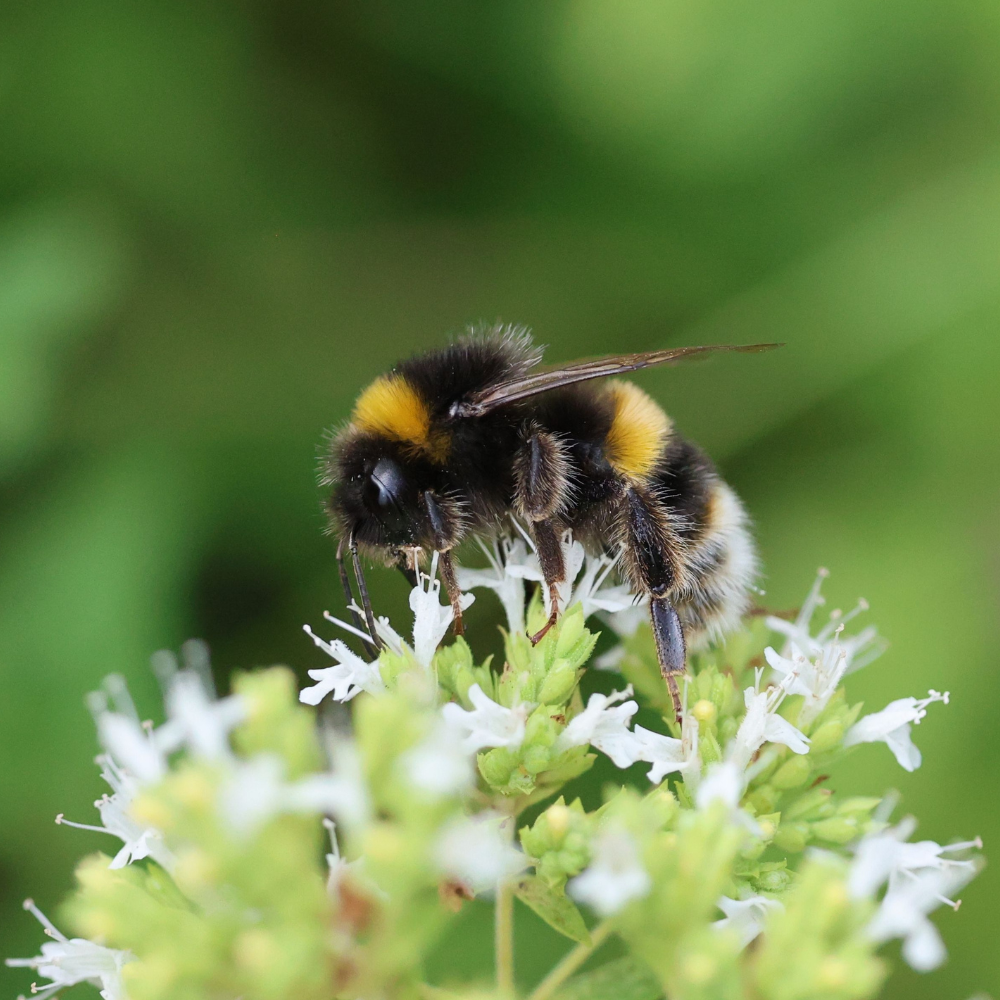 National Honey Bee Day