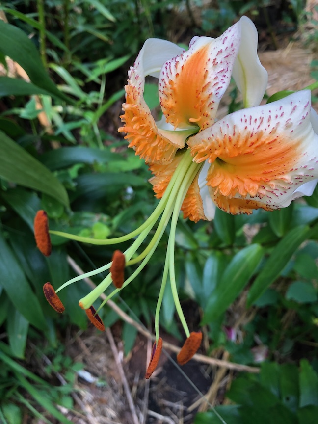 ‘Lady Alice’ lily’s stunning form and color was a wonderful surprise in the garden.