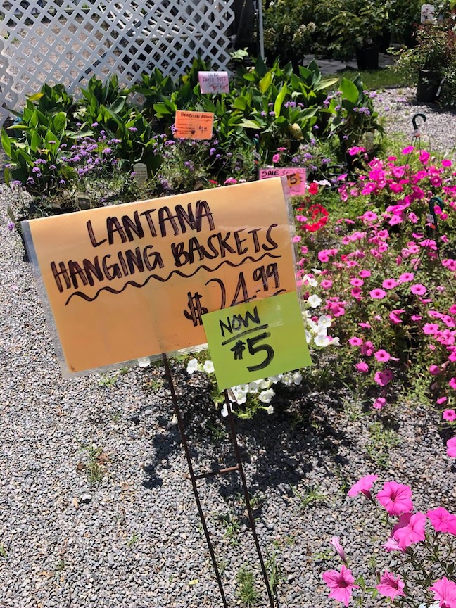 This is a great time to look for bargains at garden centers.