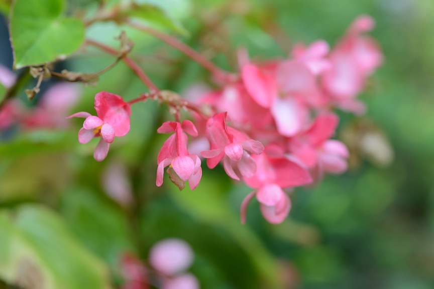 These begonias were found on sale and were planted to replace a cool weather crop which was harvested.