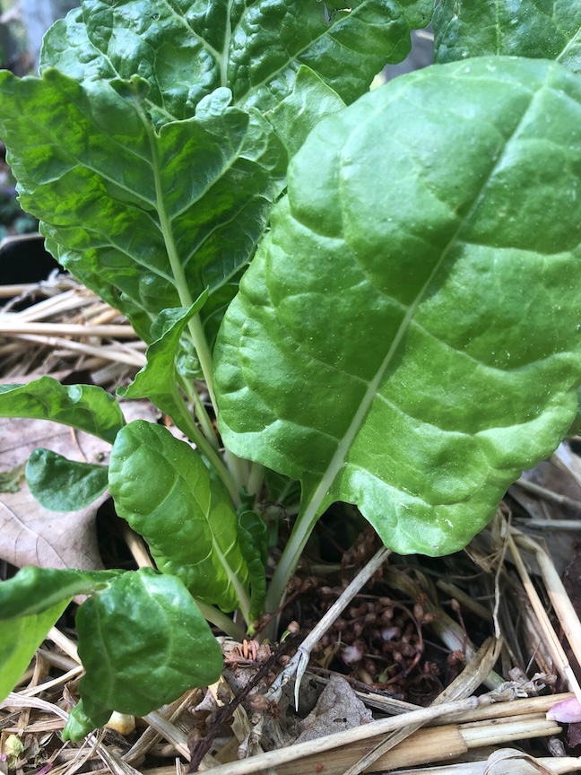 Swiss chard loves the heat and will persist into winter. This is one of the vegetables which could be started from seed right now.